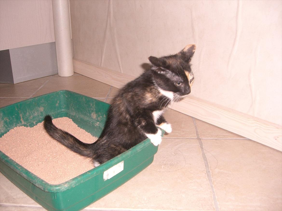 Huskat Diva Solgt og savnet;'( billede 18