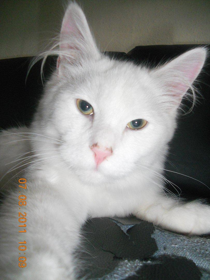 Maine Coon Solveig billede 1