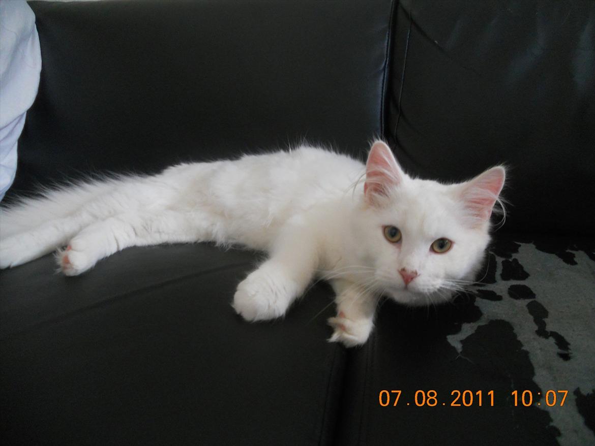 Maine Coon Solveig billede 2