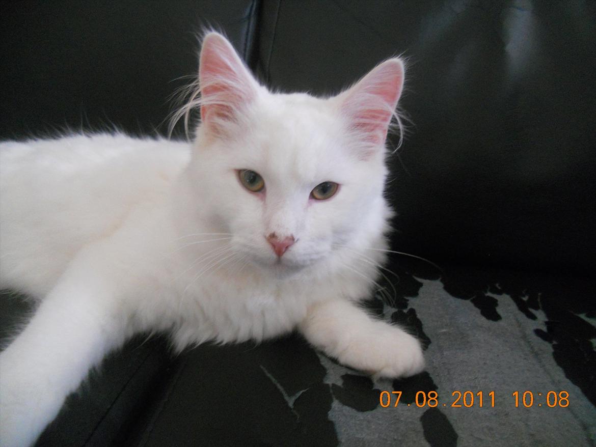 Maine Coon Solveig billede 3