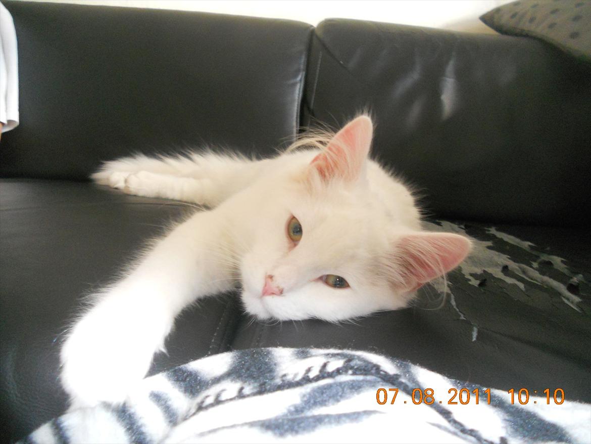 Maine Coon Solveig billede 4