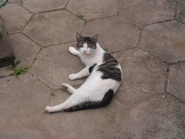 Huskat Basse billede 1