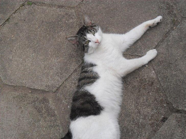 Huskat Basse billede 2