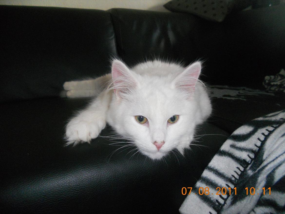 Maine Coon Solveig billede 5