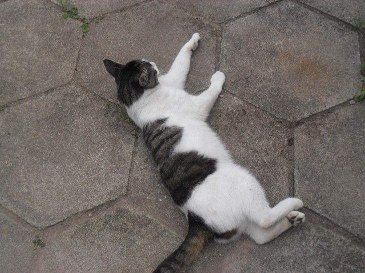 Huskat Basse billede 3