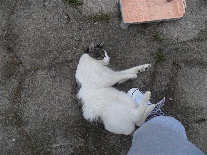 Huskat Basse billede 4