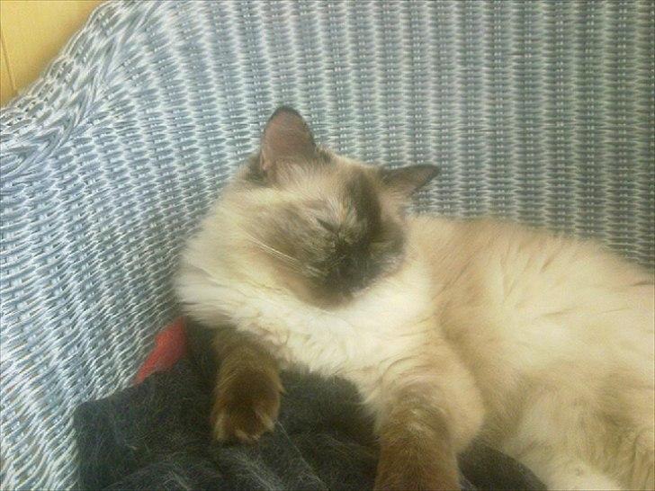 Ragdoll Prinsessen - Super sød, kælen dejlig Ragdoll billede 1