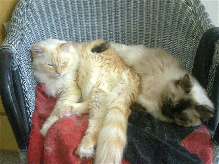 Ragdoll Prinsessen - Prinsessen med sin bror Simba billede 2