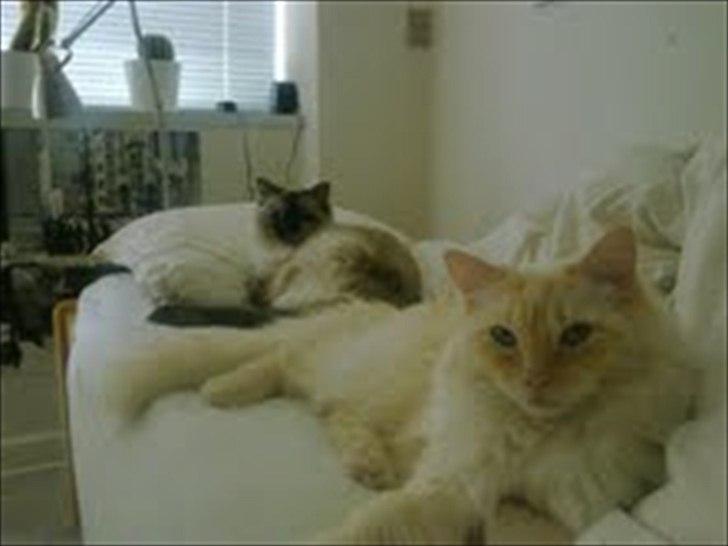 Ragdoll Prinsessen - Prinsessen med sin bror Simba billede 3