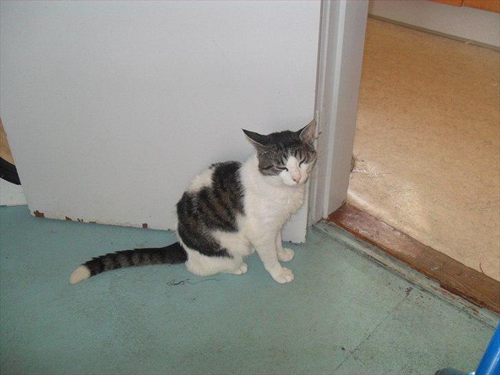 Huskat Basse billede 14