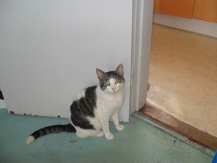 Huskat Basse billede 15