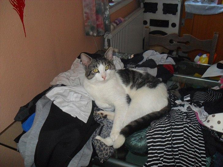 Huskat Basse billede 16