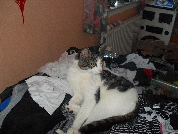 Huskat Basse billede 17