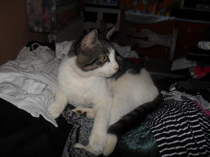 Huskat Basse billede 18