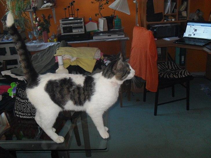 Huskat Basse billede 19