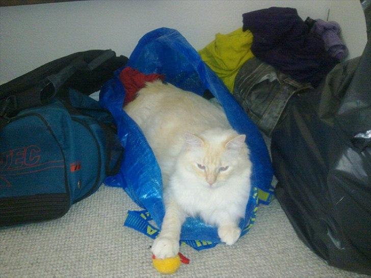 Ragdoll Prinsessen - Prinsessens bror Simba billede 5