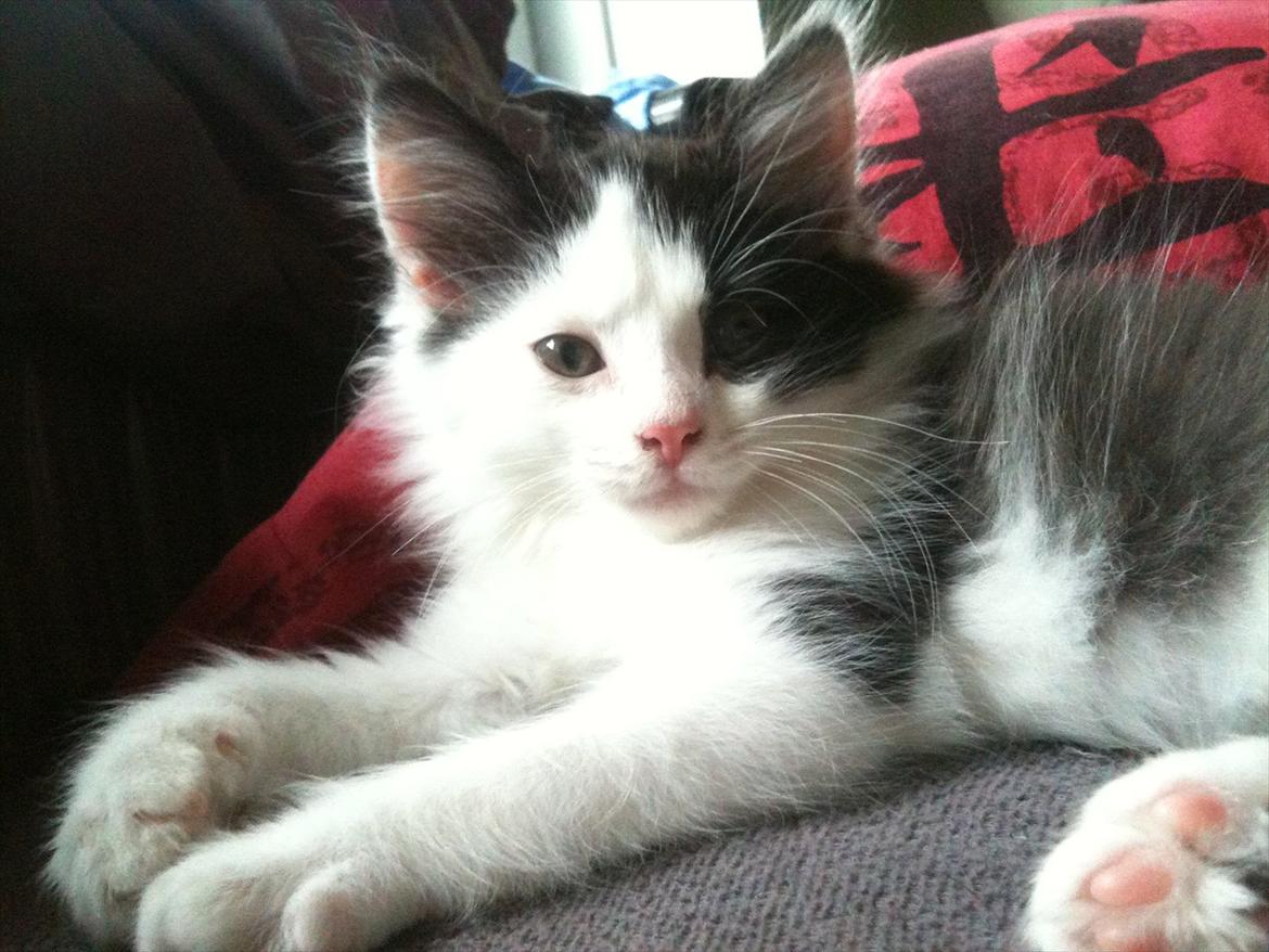 Huskat / Norsk skovkat.  Ozzy<3 billede 6