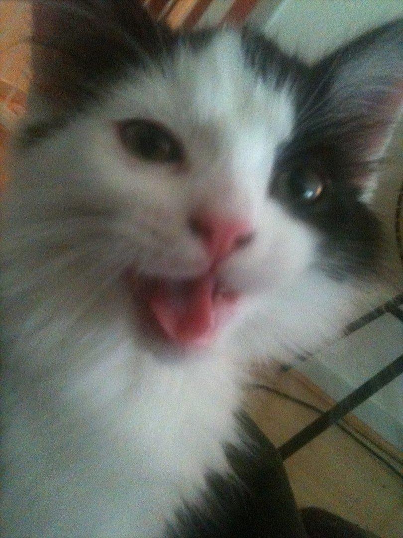 Huskat / Norsk skovkat.  Ozzy<3 billede 7