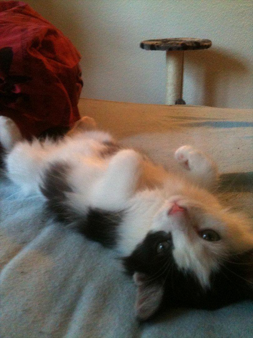 Huskat / Norsk skovkat.  Ozzy<3 billede 9