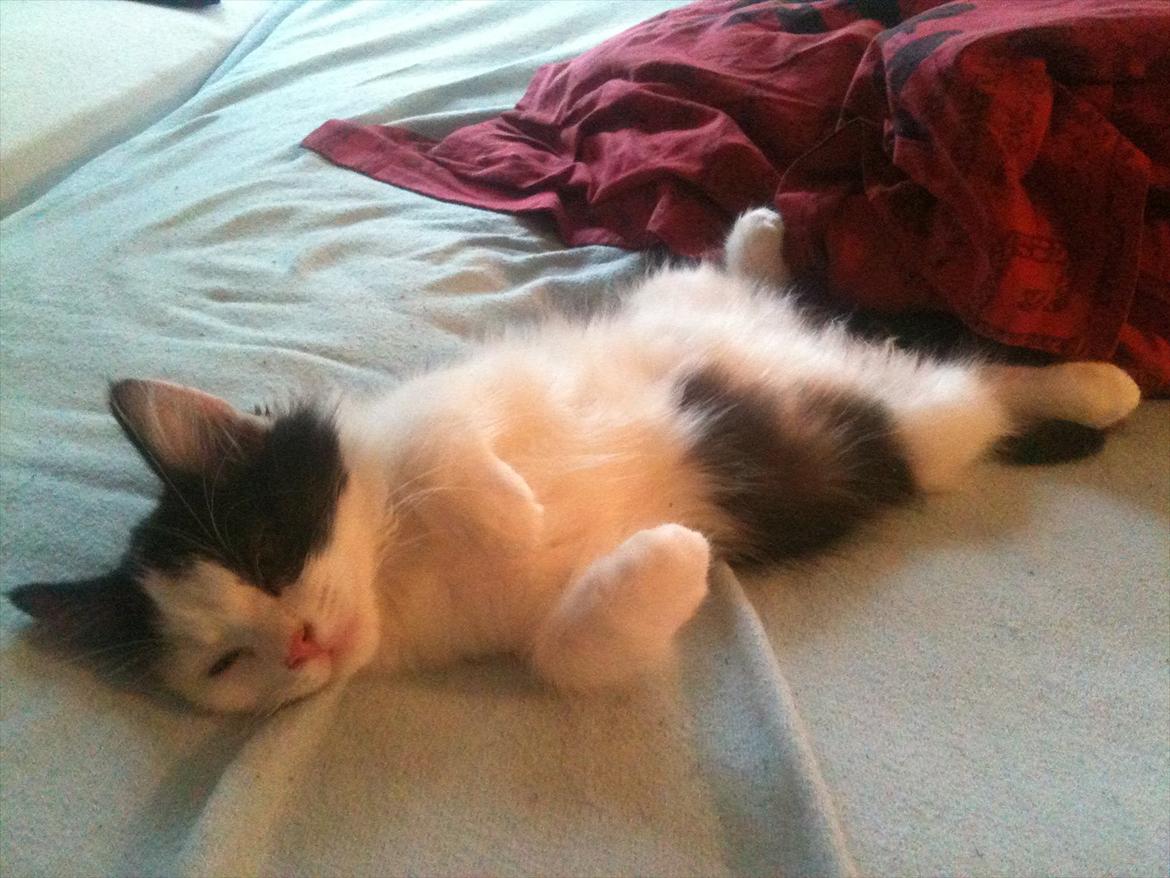 Huskat / Norsk skovkat.  Ozzy<3 billede 10