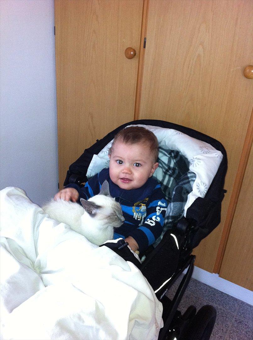 Blanding af racer sani - min bedste ven. billede 5