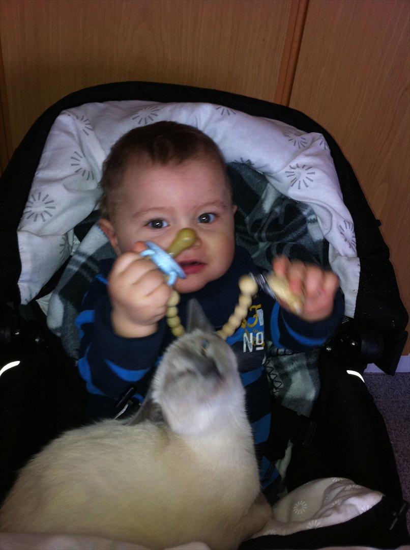 Blanding af racer sani - venner jep billede 6