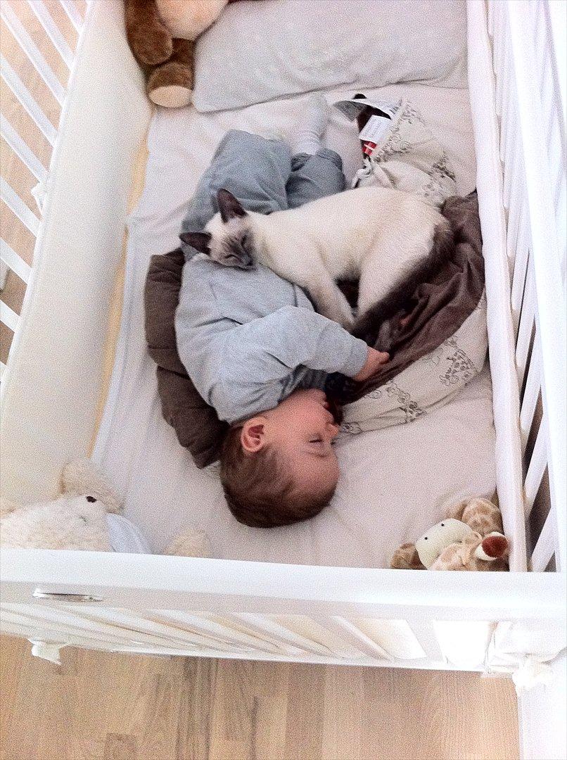 Blanding af racer sani - vi deles om alt billede 7