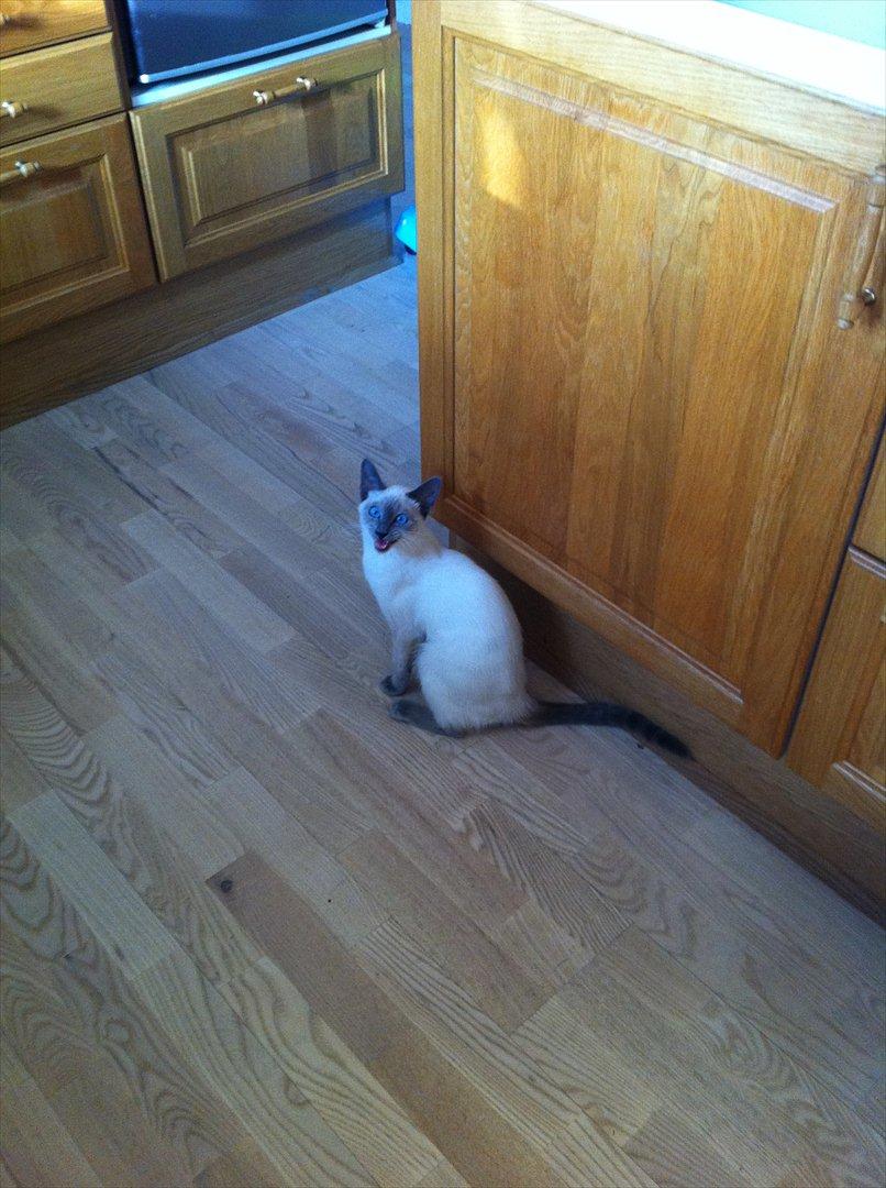 Blanding af racer sani - falder der mad ned ? billede 8