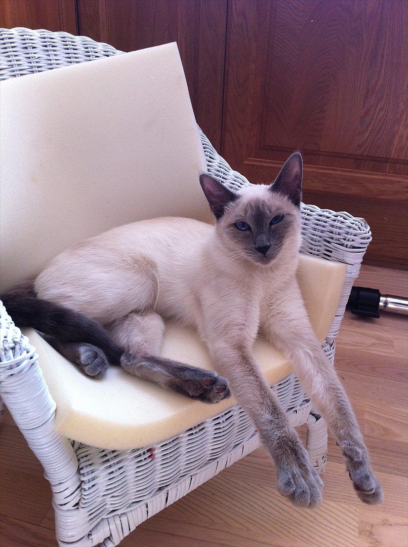 Blanding af racer sani - hygge billede 9