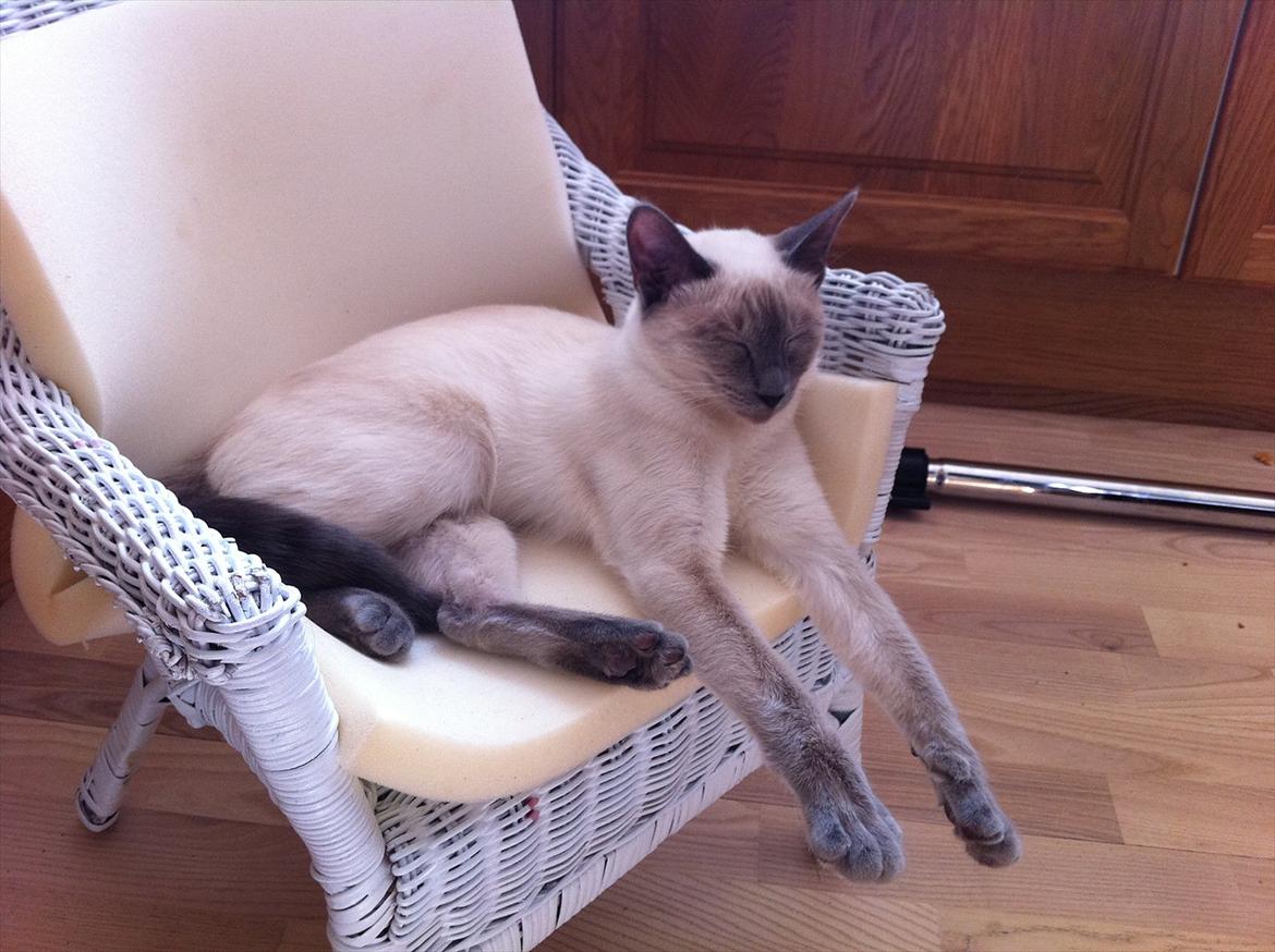 Blanding af racer sani billede 10