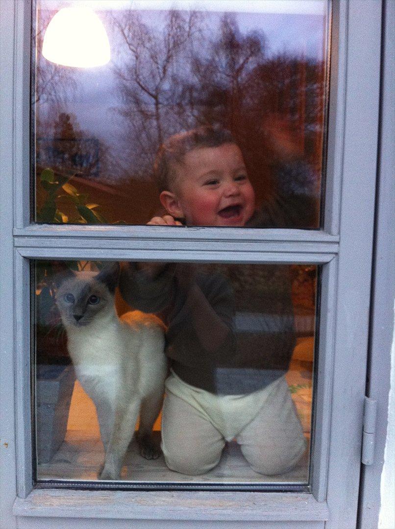 Blanding af racer sani - ja hej hej billede 11