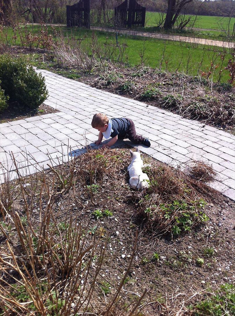 Blanding af racer sani - puha det er hårdt billede 12