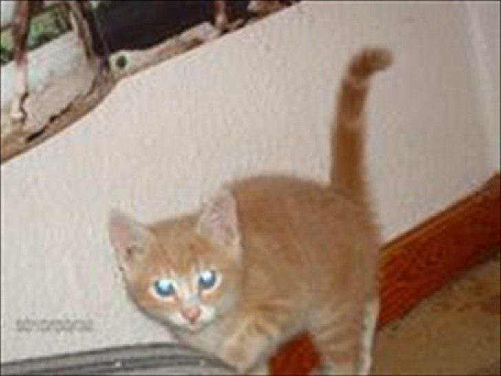 Huskat frits (min skat) billede 10