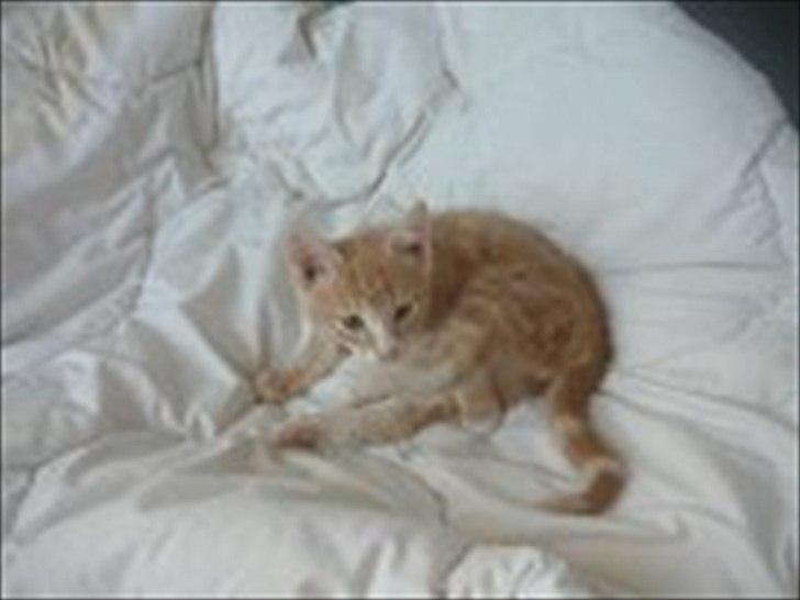 Huskat frits (min skat) billede 11