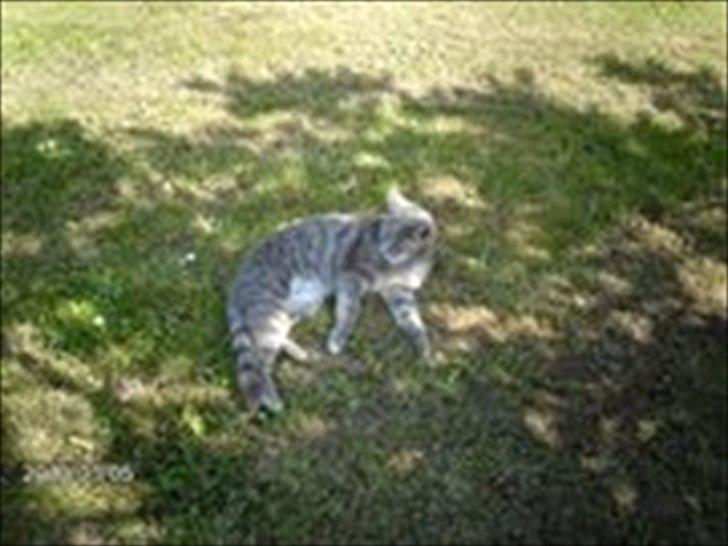 Huskat sigurt <3 (min) billede 2