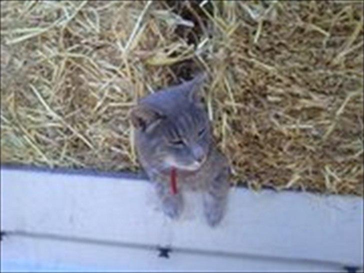 Huskat sigurt <3 (min) billede 3