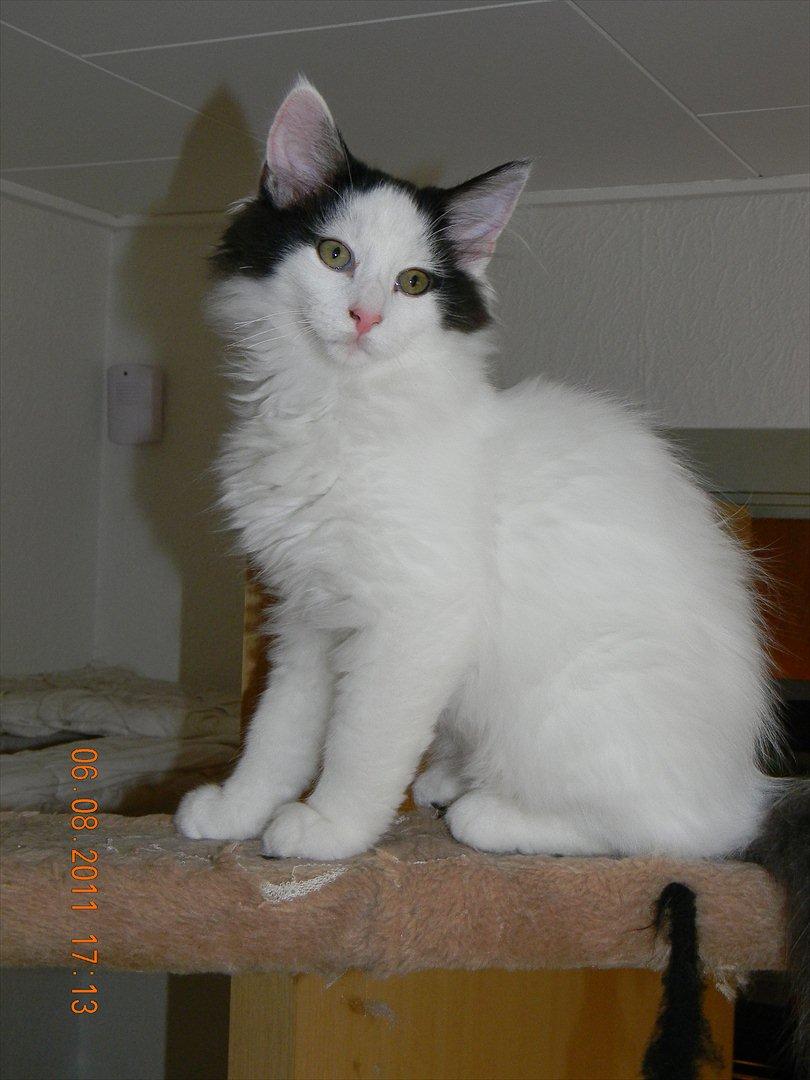 Norsk Skovkat †Wahkan Cheveyo (foder-vært)† billede 2