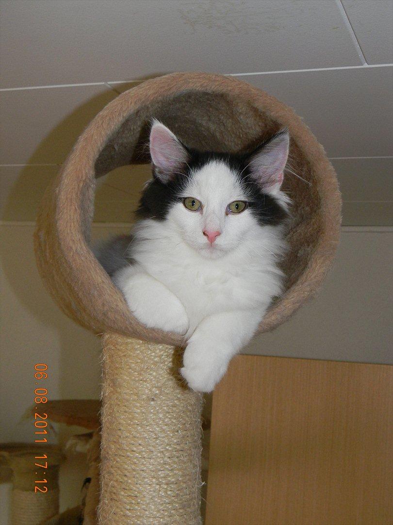 Norsk Skovkat †Wahkan Cheveyo (foder-vært)† billede 12