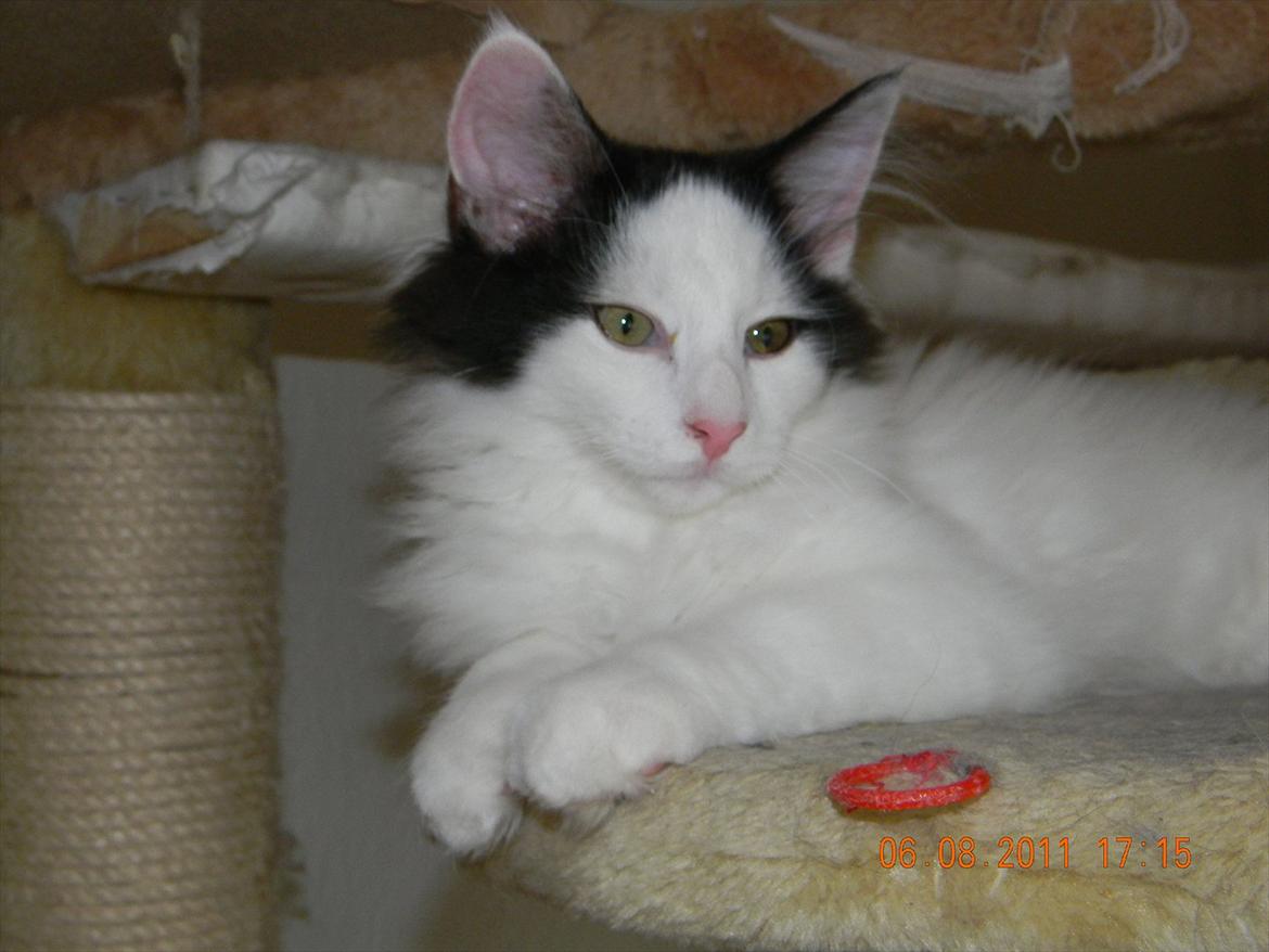 Norsk Skovkat †Wahkan Cheveyo (foder-vært)† billede 13