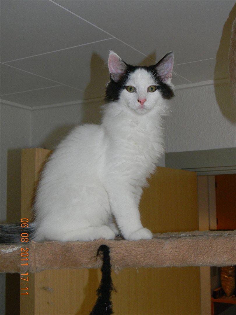 Norsk Skovkat †Wahkan Cheveyo (foder-vært)† billede 17