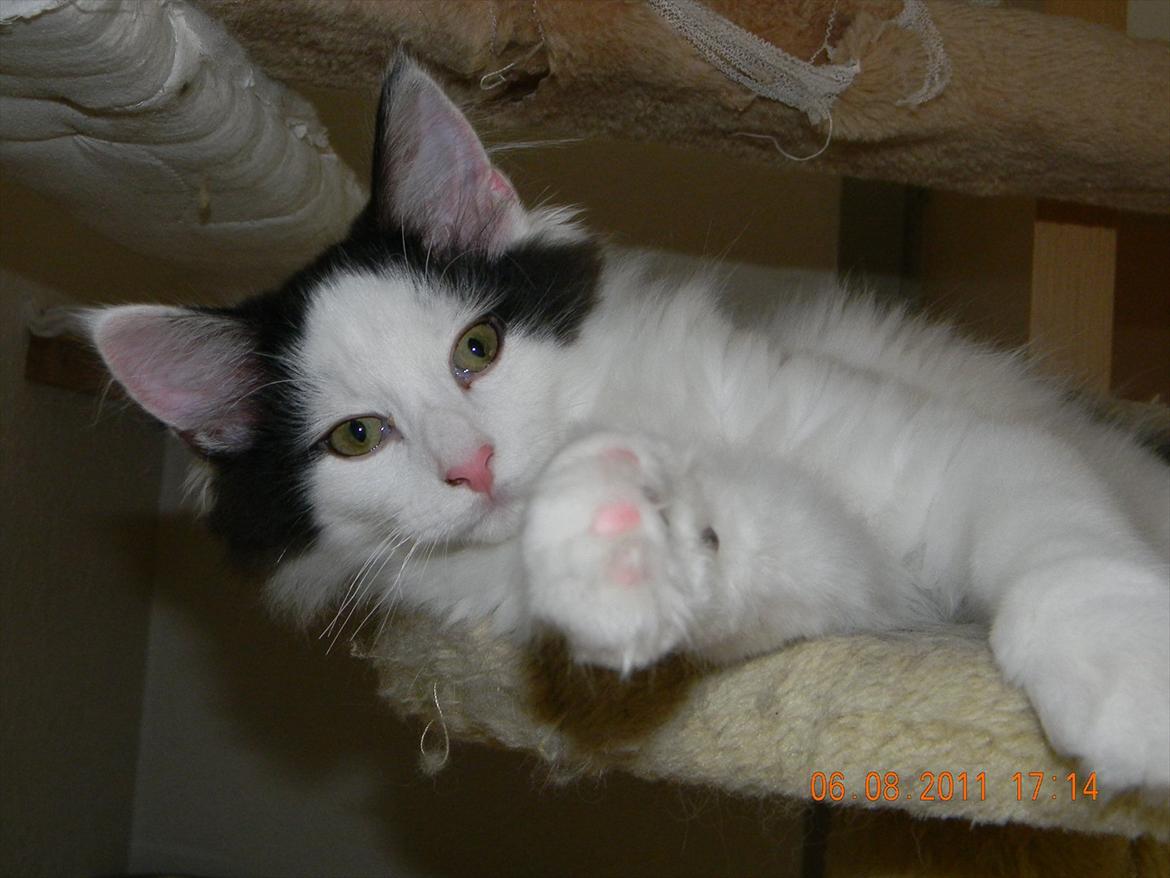 Norsk Skovkat †Wahkan Cheveyo (foder-vært)† billede 21