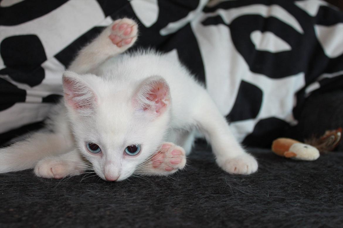 Huskat Tumle <3 Min drømme kat <3 Mit hjerte barn <3 billede 7