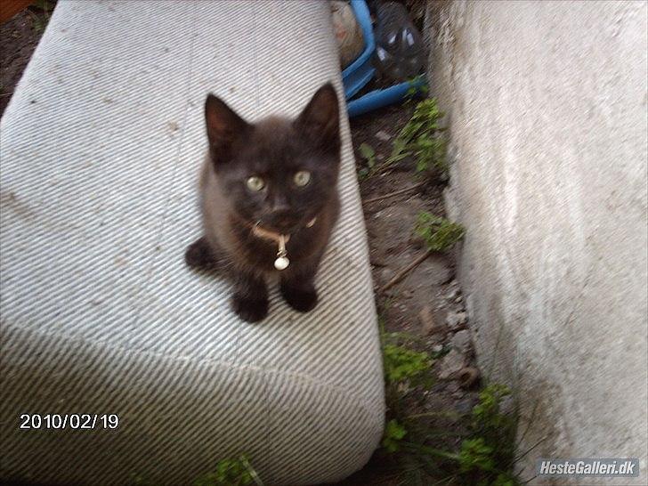 Huskat prop (mosters) - lille basse billede 1