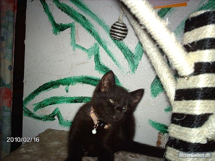 Huskat prop (mosters) billede 2