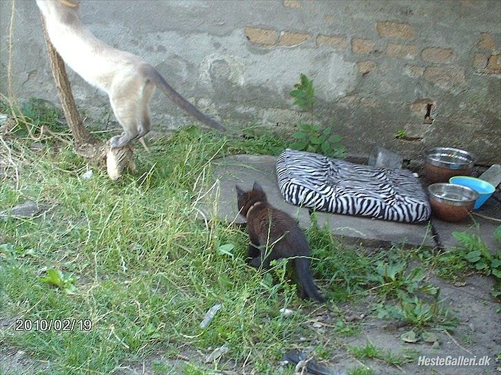 Huskat prop (mosters) - han ligger på lur billede 3