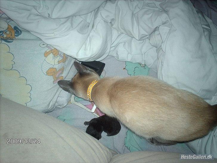 Huskat prop (mosters) - et par dage efter fødslen billede 4