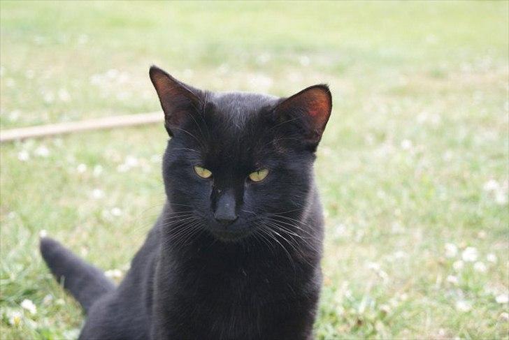 Huskat prop (mosters) - et billed af sådan han ser ud i dag billede 5