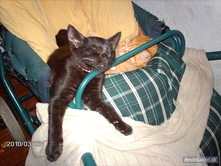 Huskat prop (mosters) - tosset kat billede 6