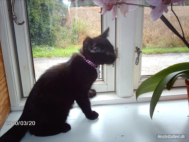 Huskat prop (mosters) billede 7