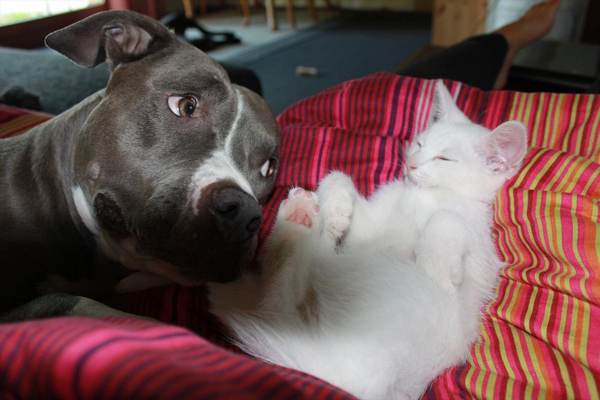 Huskat Tumle <3 Min drømme kat <3 Mit hjerte barn <3 - Lola passer godt på Tumle da han lige er ankommet :) billede 8